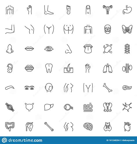 Human Body Parts Line Icons Set Vector Illustration Cartoondealer