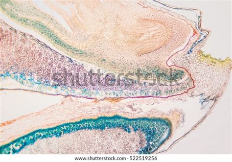 Corn Seed Longitudinal Section Endosperm Flowering Stock Photo