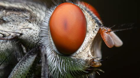 Introducing The Fly - Nature Needs More