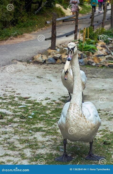 White Swan Walking in Summer Park Stock Photo - Image of ground ...