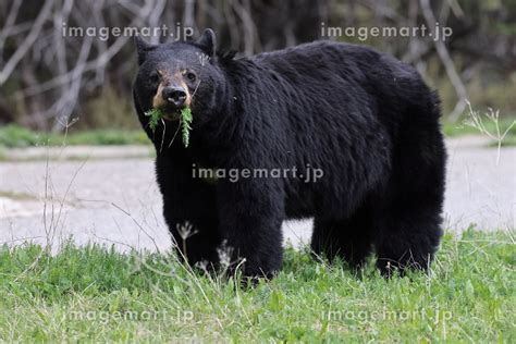 American Black Bear Ursus Americanus Jasper National Park Kanada