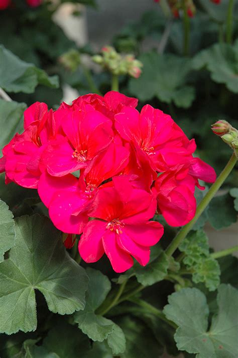 Tango Neon Pruple Geranium Pelargonium Tango Neon Purple In