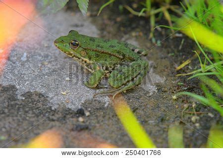 Green Water Frog Rana Image Photo Free Trial Bigstock