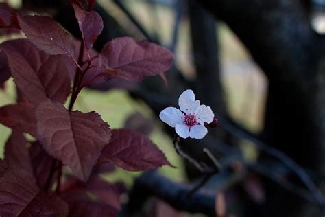 Purple Leaf Plum Tree Fruit