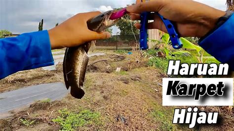 Casting Haruan Kat Kebun Orang YouTube