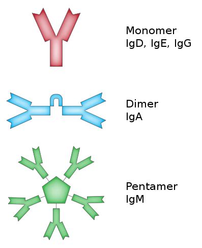 Difference Between IgM and IgG | IgM vs IgG