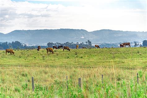 Oxen And Cows On A Farm In Brazil Farm Animals Stock Photo Download
