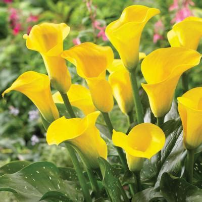 Breck S Double Asiatic Lily Apricot Fudge Bulbs Pack The