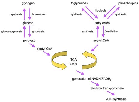 Figure 3 Overview Of Fat And Sugar Synthesis And Breakdown Pathways