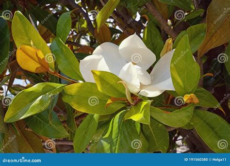 Branches Of Southern Magnolia Magnolia Grandiflora Tree With Leaves And ...