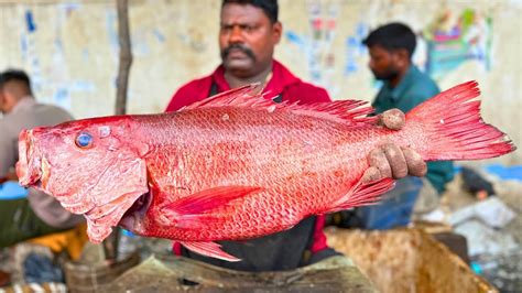 Kasimedu Speed Selvam Big Red Snapper Fish Cutting In Kasimedu