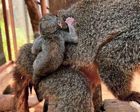 A Fam Lia Aumentou Nasce Primeiro Filhote De Macaco Da Noite No Dreams