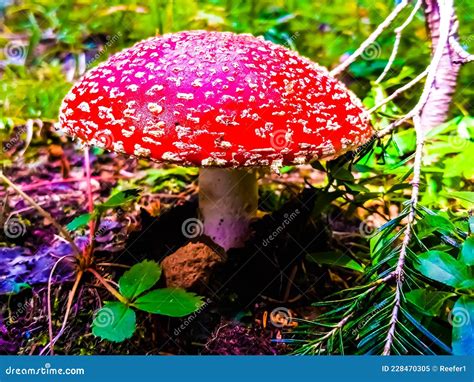 Amanita Muscaria O Mosca Agria Hongos Imagen De Archivo Imagen De