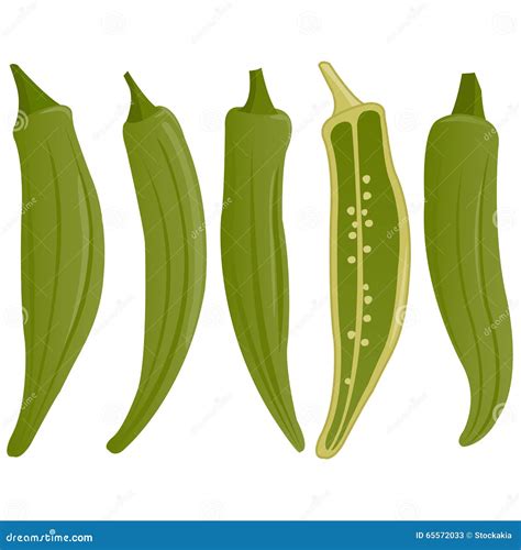 Okra Cartoon Vector | CartoonDealer.com #65572033