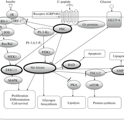 Physiological Effects Of C Peptide In Diabetes Mellitus Adapted From