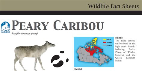 Peary Caribou Canadian Conservation And Land Management Cclm