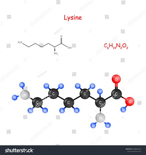 Lysine Essential Amino Acid Biosynthesis Proteins Stock Vector Royalty