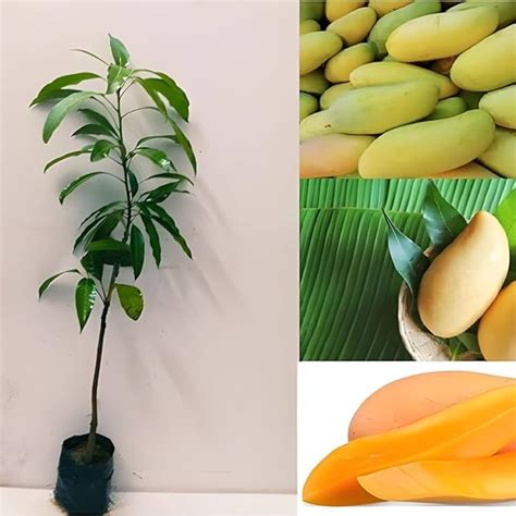 Nam Doc Mai Mango Grafted Plant Mango Tree For Sale Online Organic