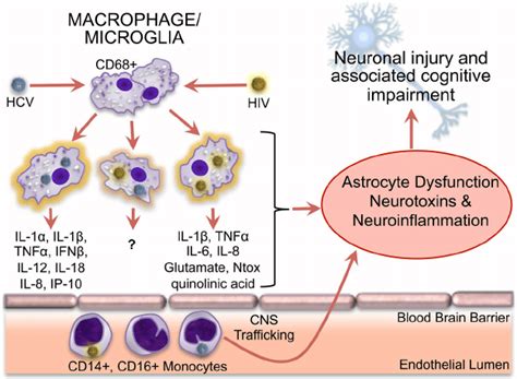 Cns Inflammatory Effects Of Hiv And Hcv Infection Of Monocytes