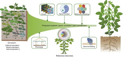 Toward A Green Revolution For Soybean Molecular Plant