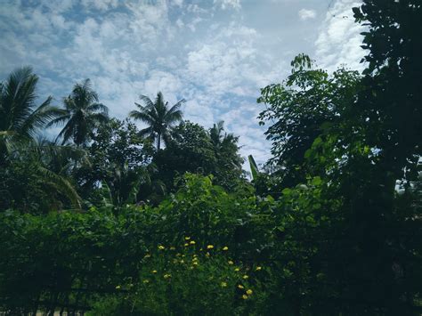 Gambar Pemandangan Di Pagi Hari Kumpulan Gambar Panorama Alam