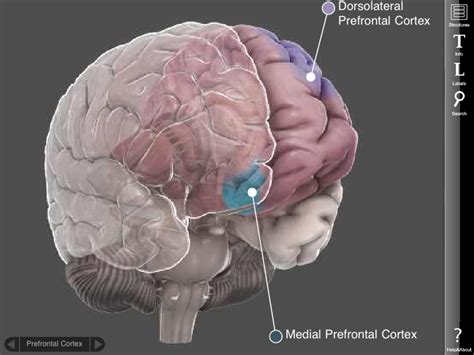 Pin On Cortes De Cerebro