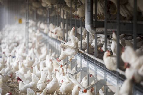 Opportunities For Investment In Tanzanias Poultry Sector Tanzania