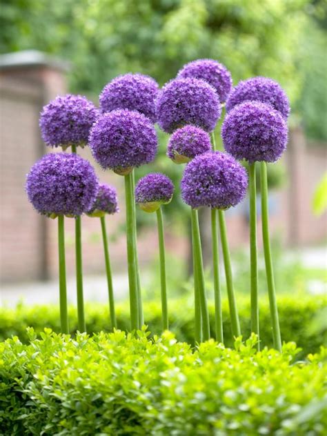 The Best Purple Perennials Plants And Flowers Hgtv