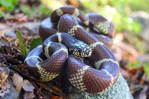 California Kingsnake Wikipedia