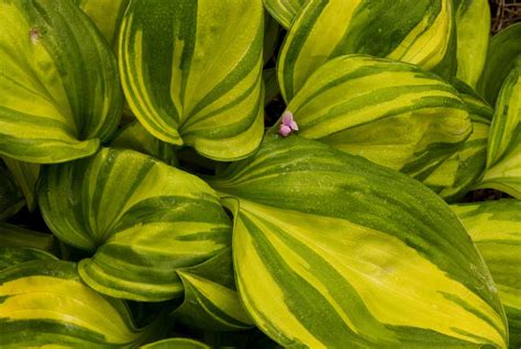 12 Types of Variegated Hosta to Plant in Your Yard