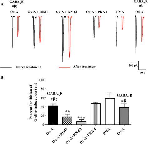 The Effect Of Protein Kinase Inhibitors On Ox A Mediated Inhibition Of