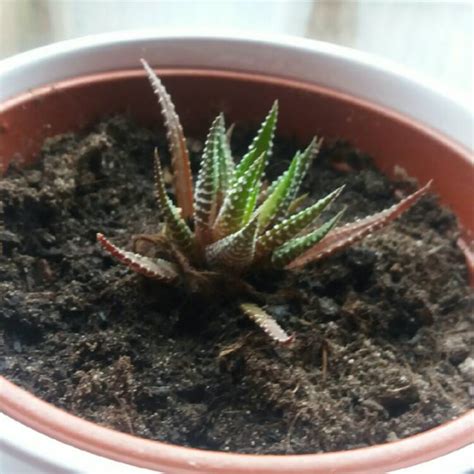 Haworthiopsis Attenuata Var Attenuata Variegata Syn Haworthia