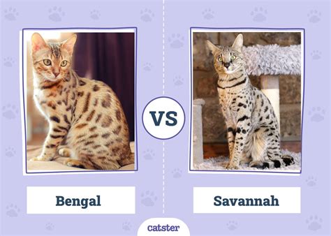Bengal vs. Savannah Cat: What’s the Difference? (With Pictures) - Catster