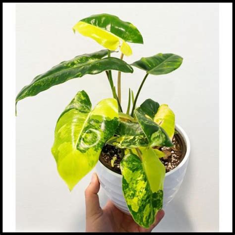 Jual Tanaman Hias Philodendron Burle Marx Variegata Shopee Indonesia