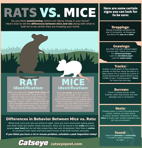 Difference Between Mice Rats Catseye Pest Control