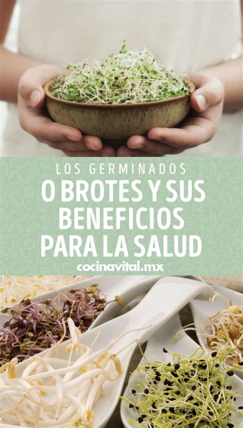 Los Germinados O Brotes Y Sus Beneficios Para La Salud Beneficios De