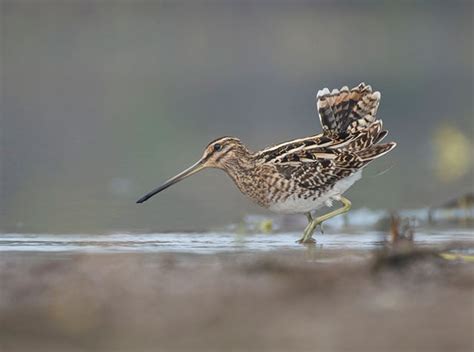 Snipe | Bird Identification Guide | Bird Spot