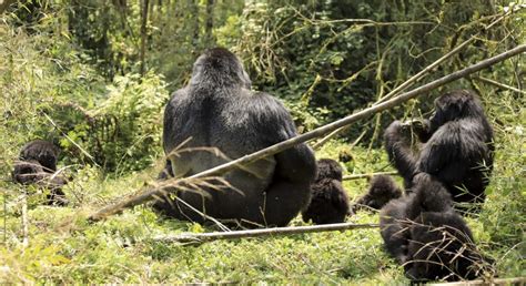 Rwanda Gorilla Families Gorilla Trekking Safaris In Rwanda