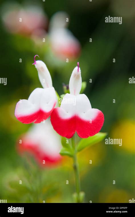 Hot Lips Salvia Microphylla Sage Shrub Stock Photo Alamy