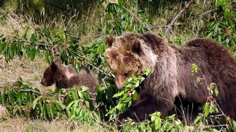 Orsa Amarena Avvistati I Cuccioli Notizie D Abruzzo