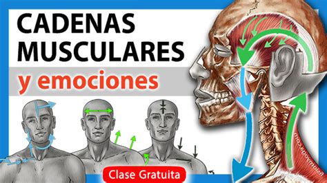 Qu Son Las Cadenas Musculares O Cadenas Miofasciales Fisiom