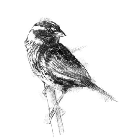 Sparrow Pencil Sketch A Guide To Capturing The Beauty Of Nature S Songbird