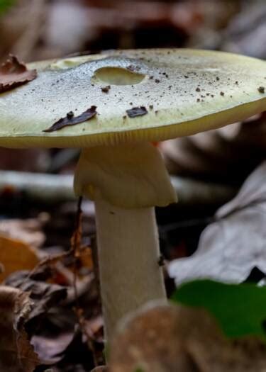 Qui est l amanite phalloïde le champignon le plus dangereux du monde