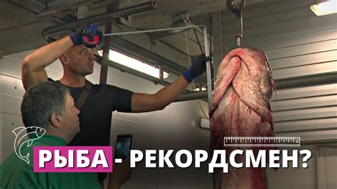 В Даугаве пойман сом весом 90 кг - YouTube