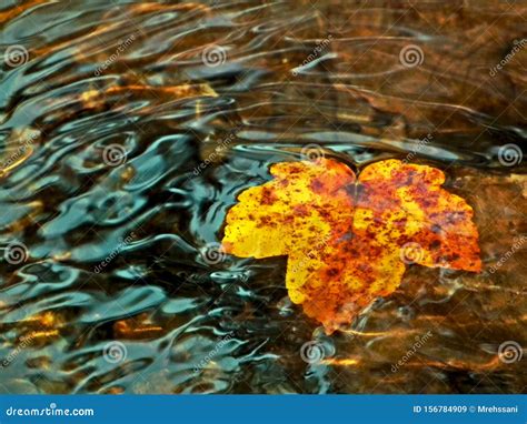 Autumn Leaf Floating On River Water Waves Stock Image Image Of River