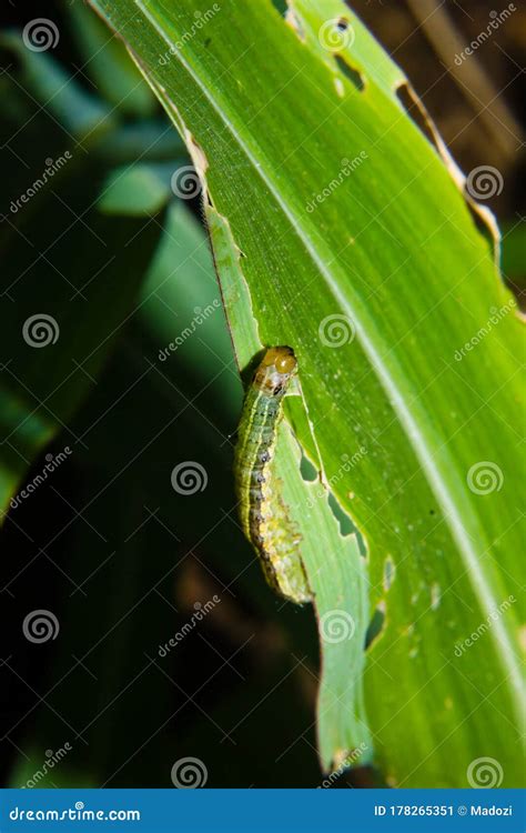 Gusano De Armi O De Oto O Spodoptera Frugiperda En Hojas De Ma Z Las