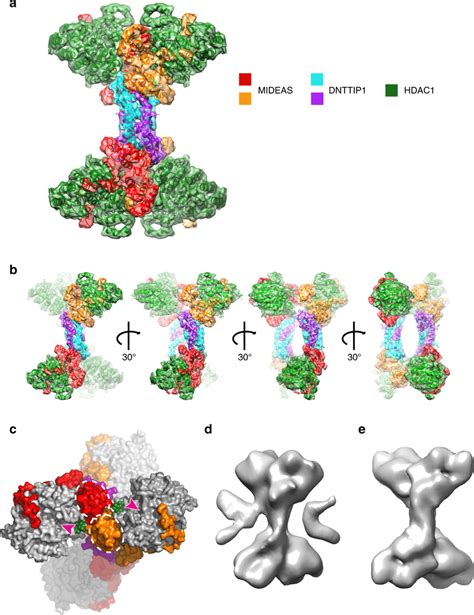 The Structure Of The Tetrameric Midac Complex A Post Processed Cryo Em