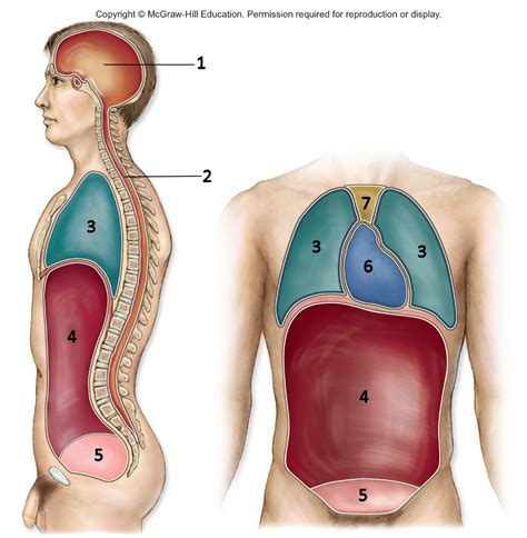 Body Cavities Diagram Quizlet