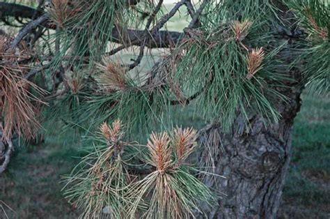 Pine Tree Diseases | How to Identify Pine Tree Diseases