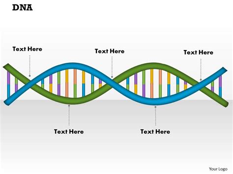 Dna Powerpoint Template Slide Powerpoint Slides Diagrams Themes For Ppt Presentations